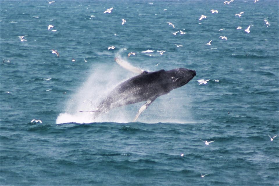 Reykjavik: Whale Watching & Northern Lights Combo Cruise - When conditions get rough: how this tour handles real Iceland weather