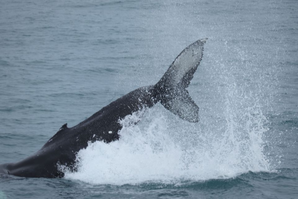 Reykjavik: Whale Watching & Northern Lights Combo Cruise - Meeting at Geirsgata 11: the easy part that you should not rush