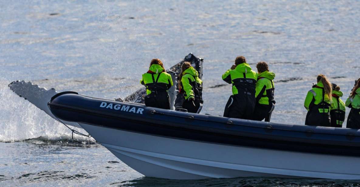 Reykjavik: Whale Watching Tour by RIB Boat - Quick hits you’ll care about