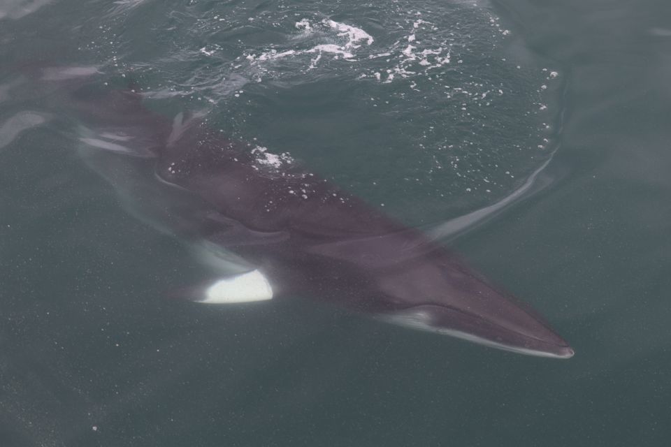 Reykjavik: Whale Watching Tour by RIB Boat - A 2-hour whale watch that trades comfort for closeness