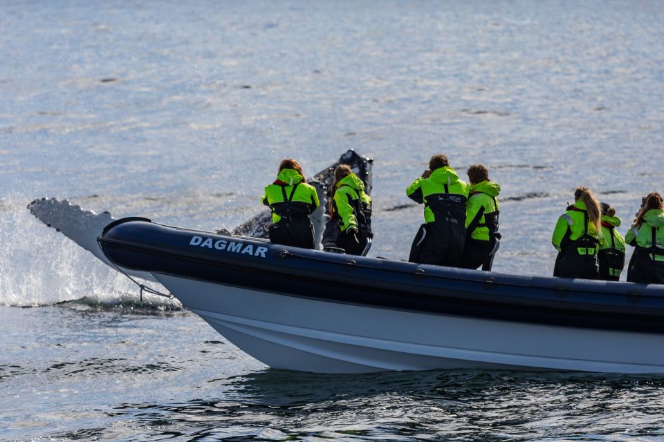 Reykjavik: Whale Watching Tour by RIB Boat - What happens once you’re on the RIB