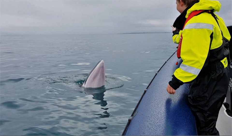 Reykjavik: Whale Watching Tour by RIB Boat - Whale odds in Faxaflói Bay: what you might see and how to think about it