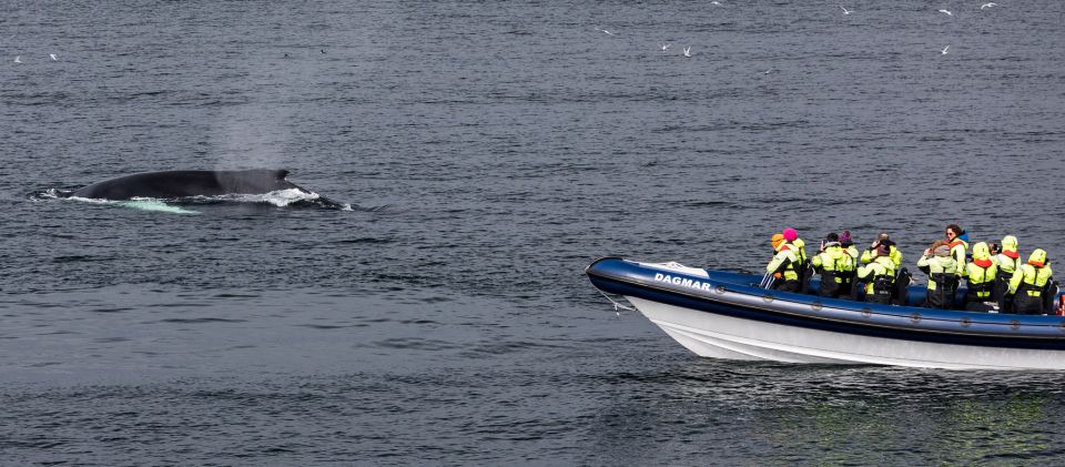 Reykjavik: Whale Watching Tour by RIB Boat - The RIB ride: speed, spray, and sea-sickness reality