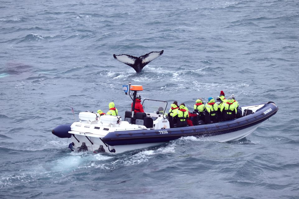 Reykjavik: Whale Watching Tour by RIB Boat - Akurey puffin viewing: a small stop with real payoff in summer