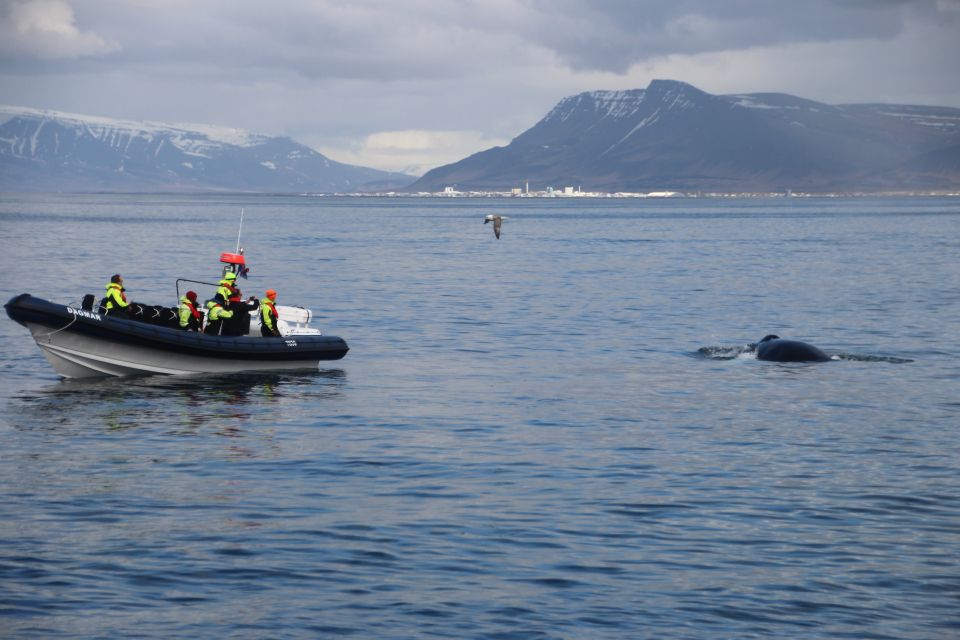 Reykjavik: Whale Watching Tour by RIB Boat - Whales of Iceland Museum after the tour: make the sightings stick