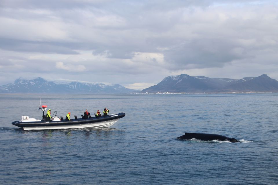 Reykjavik: Whale Watching Tour by RIB Boat - Meeting point in Reykjavik: where your water day starts