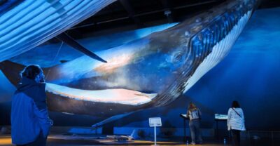 Reykjavik: Whale Watching Tour, Whales of Iceland Exhibition - Faxaflói Bay: what you’re most likely to spot