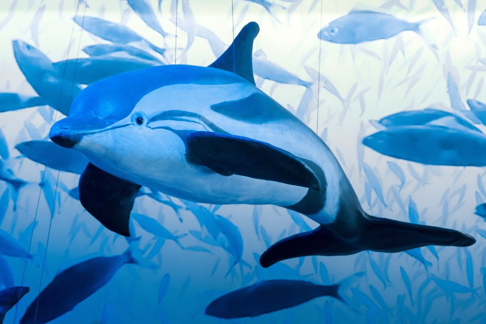 Reykjavik: Whale Watching Tour, Whales of Iceland Exhibition - What’s included for $123, and what you’ll pay for yourself