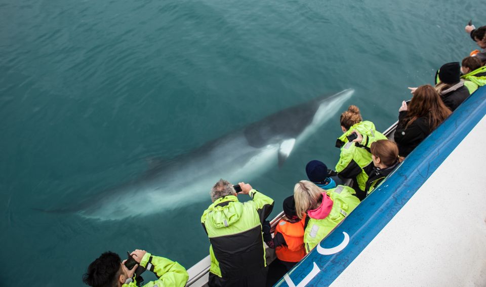 Reykjavik: Whale Watching Tour, Whales of Iceland Exhibition - Who this tour suits best (and who might prefer something else)