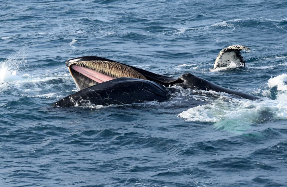 Reykjavik: Whale Watching Tour, Whales of Iceland Exhibition - Should you book this whale + museum combo?