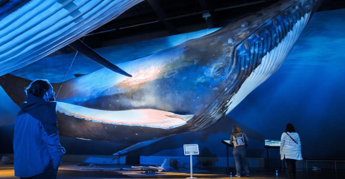 Reykjavik: Whale Watching Tour, Whales of Iceland Exhibition - Faxaflói Bay: what you’re most likely to spot