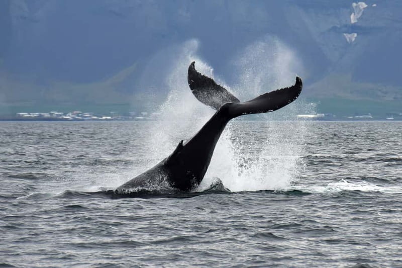 Reykjavik: Whale Watching Tour with Expert Guide - Key highlights to know before you go