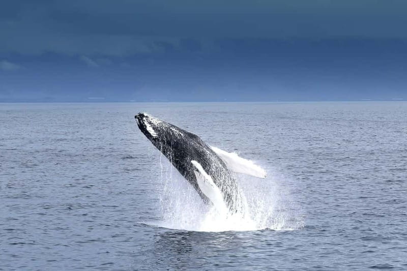 Reykjavik: Whale Watching Tour with Expert Guide - Season reality: what “good chances” means in Iceland