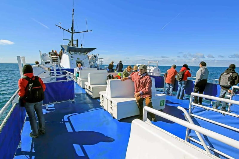 Reykjavik: Whale Watching Tour with Expert Guide - Your guide’s toolkit: app, bones, baleen plates, and Q&A