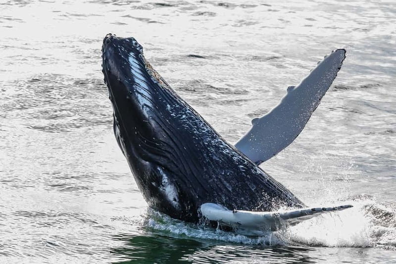 Reykjavik: Whale Watching Tour with Expert Guide - Staying warm on the water: comfort that directly affects your viewing