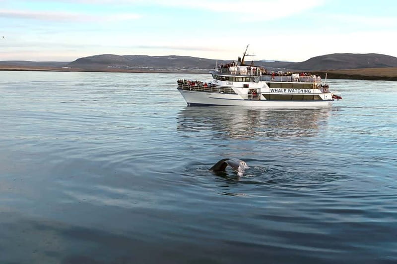 Reykjavik: Whale Watching Tour with Expert Guide - Andrea and Faxaflói Bay: how the cruise actually works