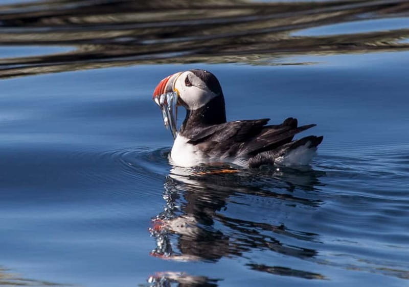 Reykjavik: Whales and Puffins Express Cruise Combo Tour - Key things that make this combo worth it