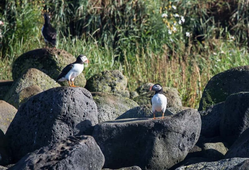 Reykjavik: Whales and Puffins Express Cruise Combo Tour - Who should book this combo (and who should skip it)