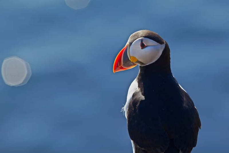 Reykjavik: Whales and Puffins Express Cruise Combo Tour - Two boats, one port: how the 4-hour combo actually works