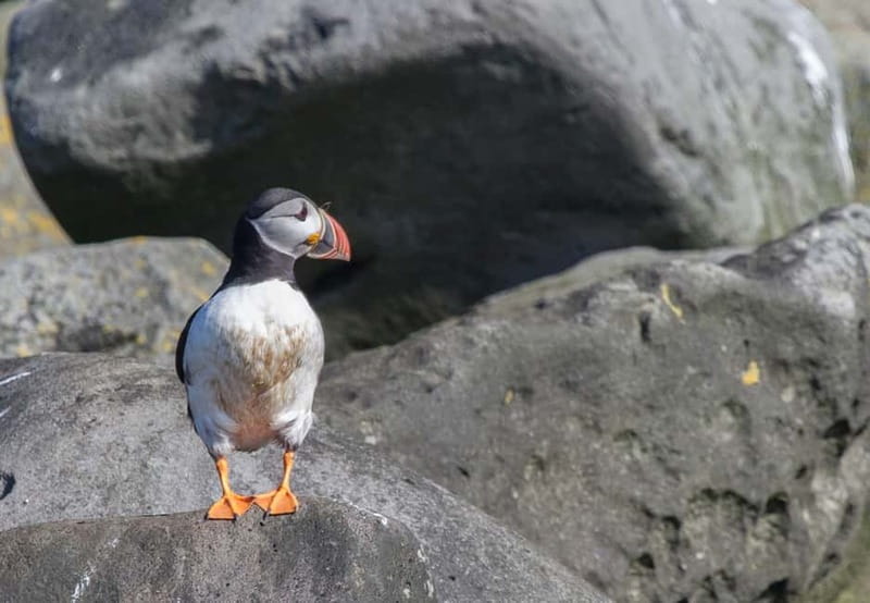 Reykjavik: Whales and Puffins Express Cruise Combo Tour - Whale watching on the Andrea: spacious, educational, and built for motion