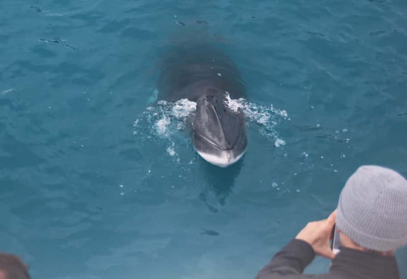 Reykjavik: Whales and Puffins Express Cruise Combo Tour - Express vs classic whale watching: same time where it counts