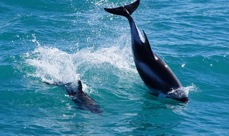 Reykjavik: Whales and Puffins Express Cruise Combo Tour - Comfort gear and guide style: the details you’ll feel