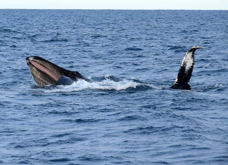 Reykjavik: Whales and Puffins Express Cruise Combo Tour - Price and value: why $148 can make sense here