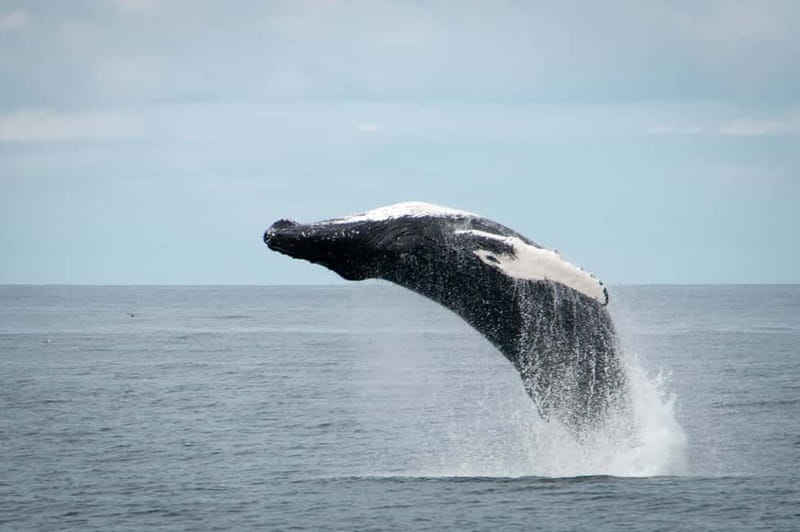 Reykjavik: Whales and Puffins Express Cruise Combo Tour - Weather, seasickness, and what to pack so you stay comfortable