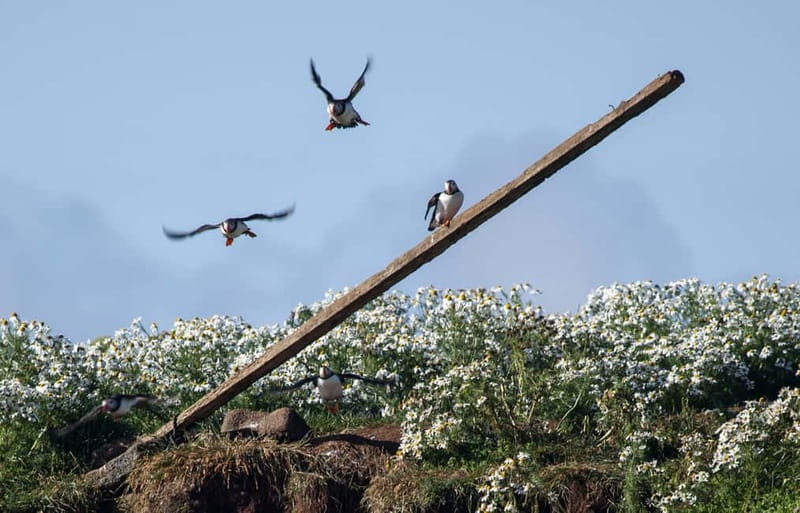 Reykjavik: Whales and Puffins Express Cruise Combo Tour - Puffins from Old Skuli: close views without the usual distance