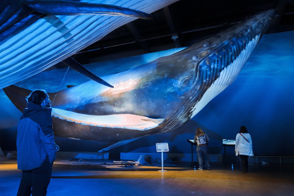 Reykjavik: Whales of Iceland Museum Entrance Ticket - Whales of Iceland ticket value: what you get for $34