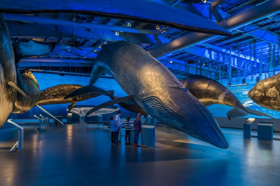 Reykjavik: Whales of Iceland Museum Entrance Ticket - Life-size whale models: the wow factor (and how to make it count)