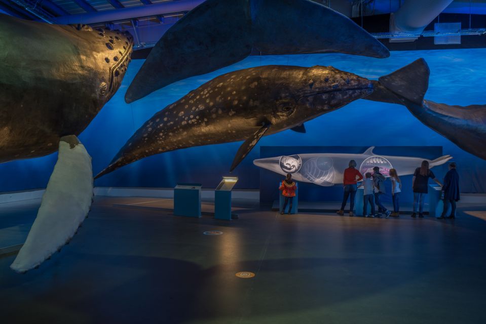 Reykjavik: Whales of Iceland Museum Entrance Ticket - Audio guide and labels: how to learn without slowing others down