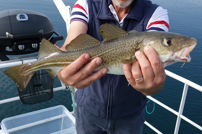 Reykjavik's Finest Catch: Guided Sea Angling Tour for All Levels - Why Reykjavik Sea Angling Feels Like a Local Secret