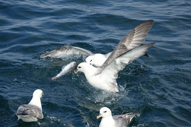 Reykjavik's Finest Catch: Guided Sea Angling Tour for All Levels - Wildlife, Puffin Island, and That Coastal Cruise Feeling