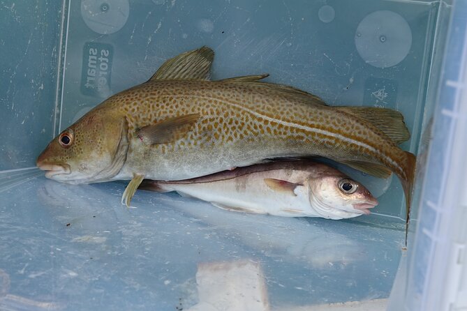 Reykjavik's Finest Catch: Guided Sea Angling Tour for All Levels - Weather, Seasons, and the One Thing to Watch Before You Book