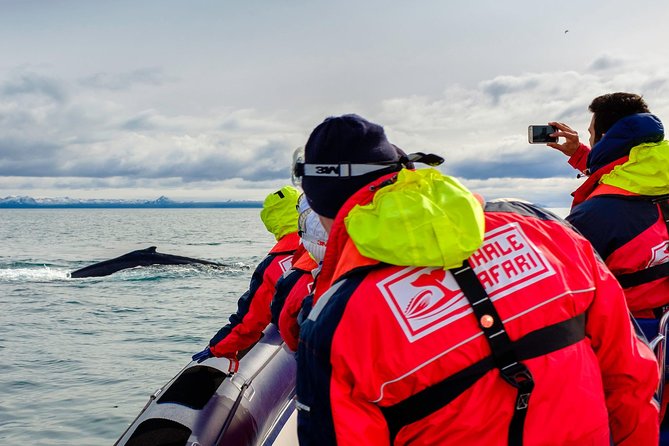 RIB Whale Watching Small-Group Boat Tour from Reykjavik - Puffin season islands: the short stop that can steal the show