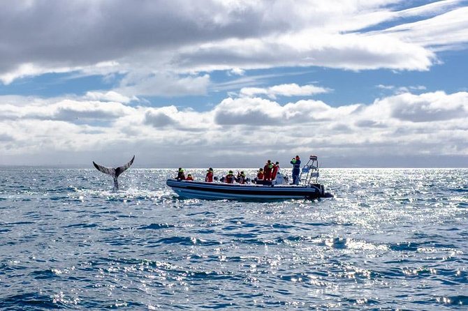 RIB Whale Watching Small-Group Boat Tour from Reykjavik - Faxaflói Bay whale safari: getting closer from sea level