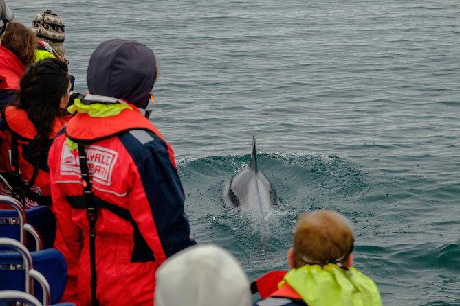 RIB Whale Watching Small-Group Boat Tour from Reykjavik - Gear and comfort: coveralls, gloves, and the motion reality check
