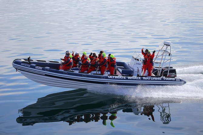 RIB Whale Watching Small-Group Boat Tour from Reykjavik - The guide factor: marine biologists who actually help you see