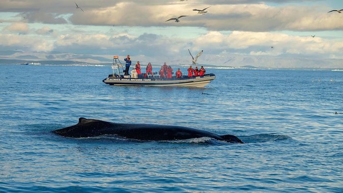 RIB Whale Watching Small-Group Boat Tour from Reykjavik - Price and value: is $208.09 for about 2 hours worth it?