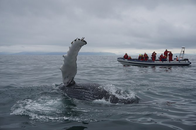RIB Whale Watching Small-Group Boat Tour from Reykjavik - Finding the boats at Ægisgarður 5d (and why the small group feels better)