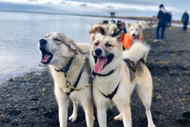 Small Group Husky Sledding Tour from Capital Region - Pickup, getting there, and avoiding day-trip headaches
