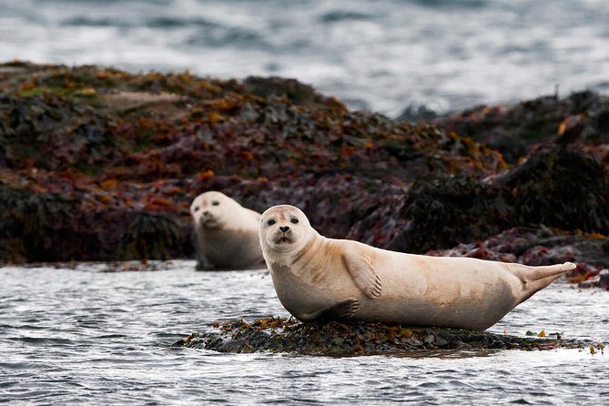 Small-Group Snaefellsnes National Park Day Trip from Reykjavik - How This Day Trip Keeps Snæfellsnes From Feeling Like Work