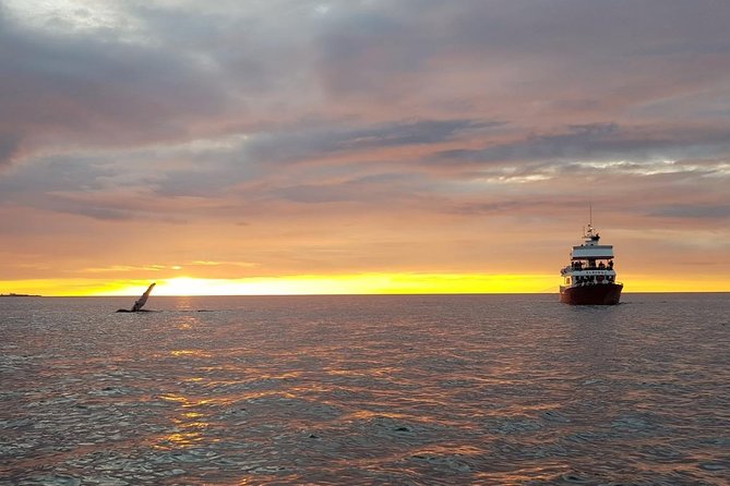 Small-group Whale Watching in the Midnight Sun from Reykjavík - Where you meet and how to be ready
