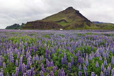 South Coast. Private Day Tour from Reykjavik - Seljalandsfoss: the waterfall you can walk behind