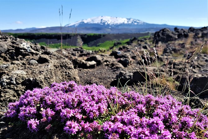 South Coast Private Day Tour - up to 9 passengers - Price and value: $2,000 per group up to 9 (when it’s worth it)