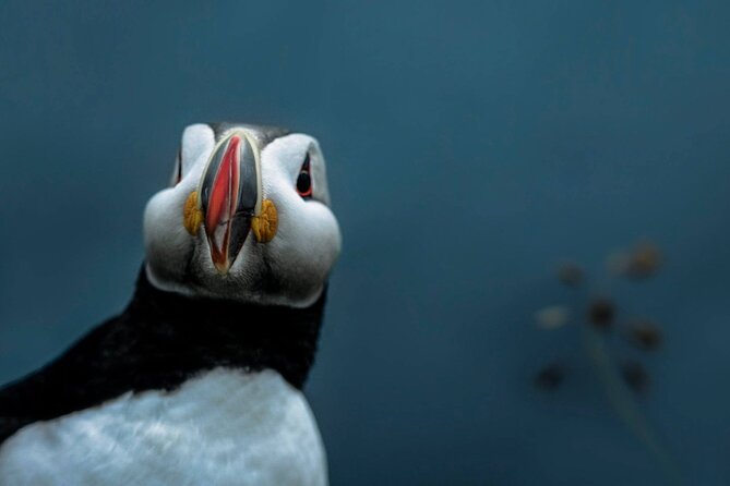 South Coast Sagas: Small Group Tour with Pick-up from Reykjavik - What you’re paying for: value at about $172.41