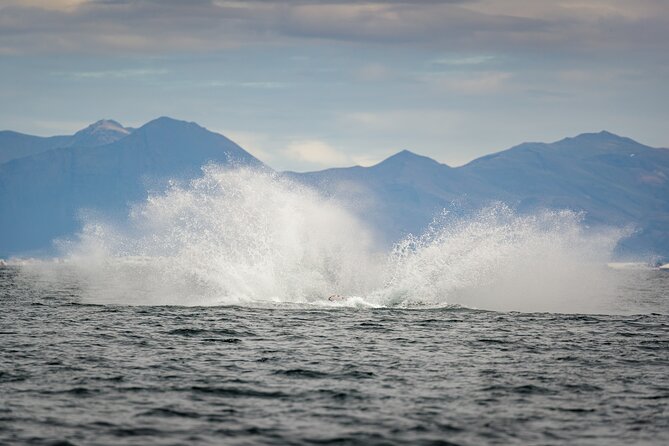 Speedboat Whale Watching Small-Group Tour in Reykjavik - Why the RIB speedboat makes this whale trip feel different