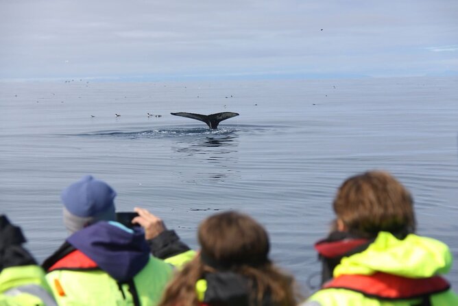 Speedboat Whale Watching Small-Group Tour in Reykjavik - What to wear: the waterproof kit, plus your personal safety margins