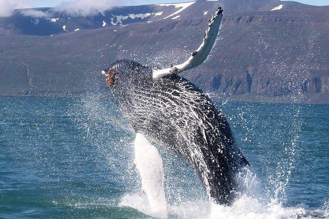 Speedboat Whale Watching Small-Group Tour in Reykjavik - How fast repositioning helps with whale spotting